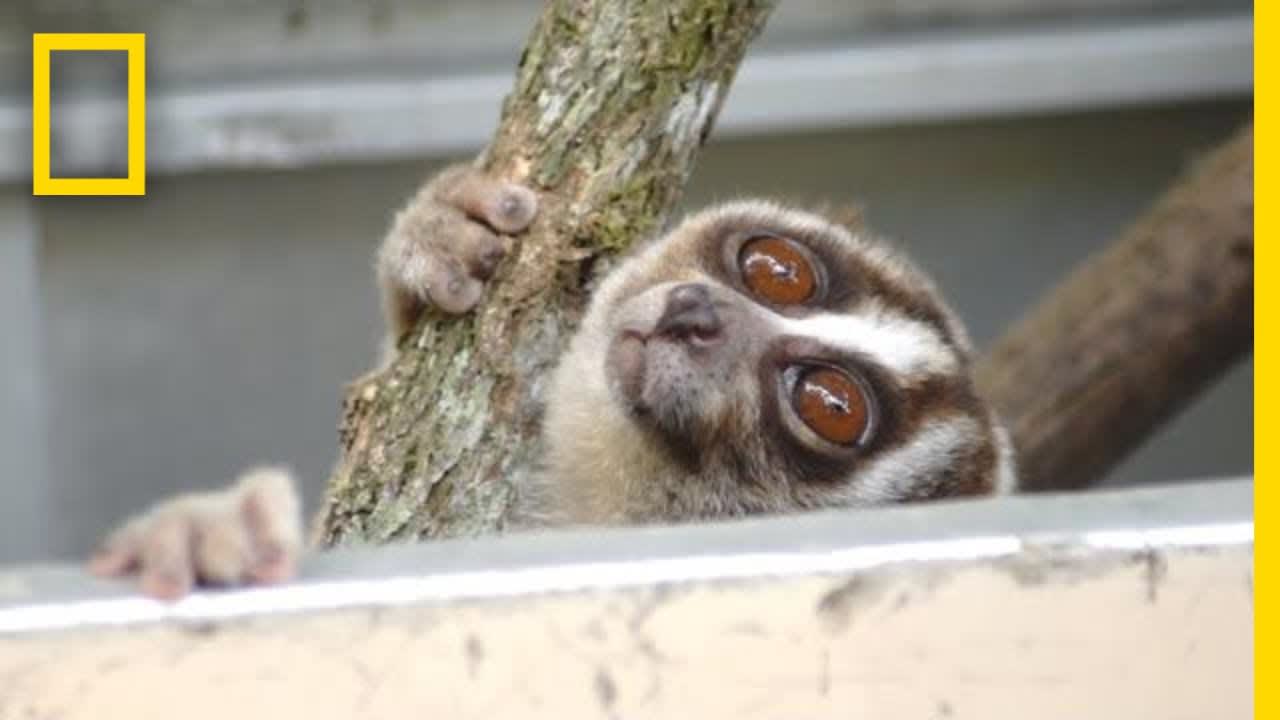 Rescuers Release 20 Javan Slow Lorises Back Into The Wild | National Geographic
