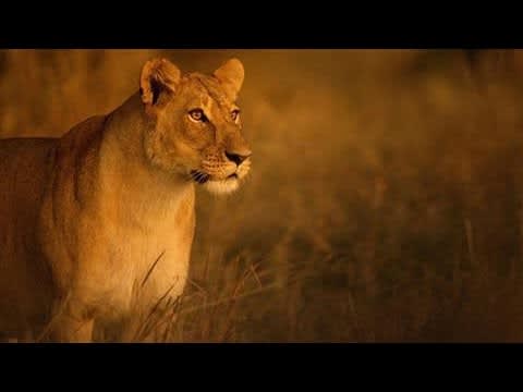 'Savage Kingdom': Animals Battle for Survival in Africa