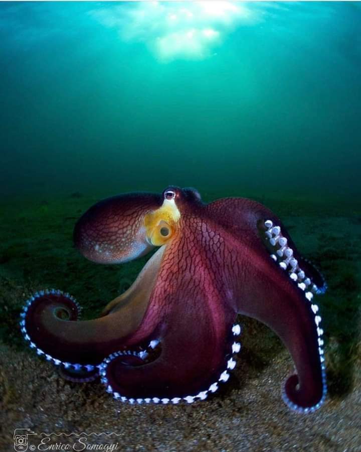 I wonder if, in the dark night of the sea, the octopus dreams of me