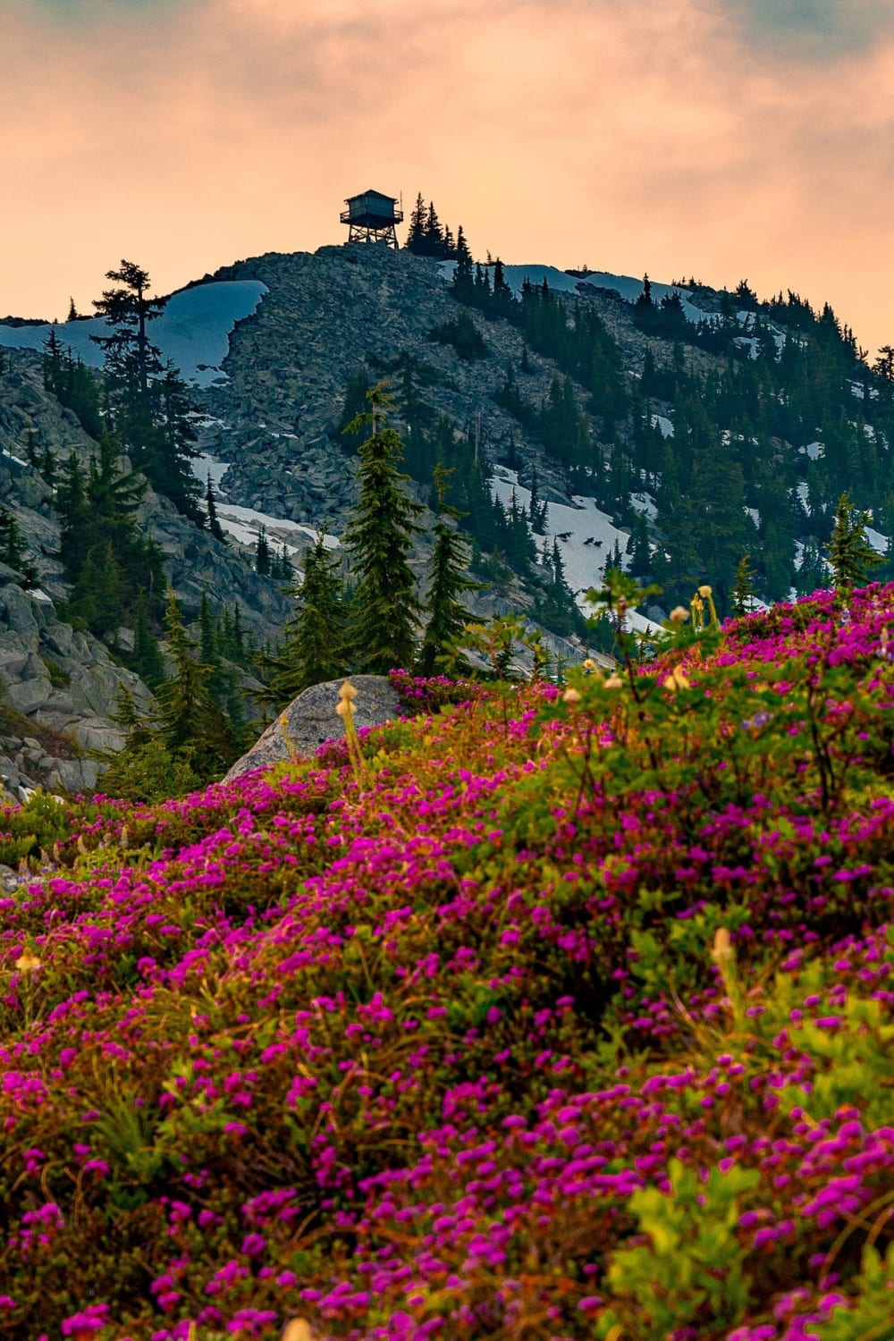 Wildflowers by Granite Mountain Lookout, Washington, USA