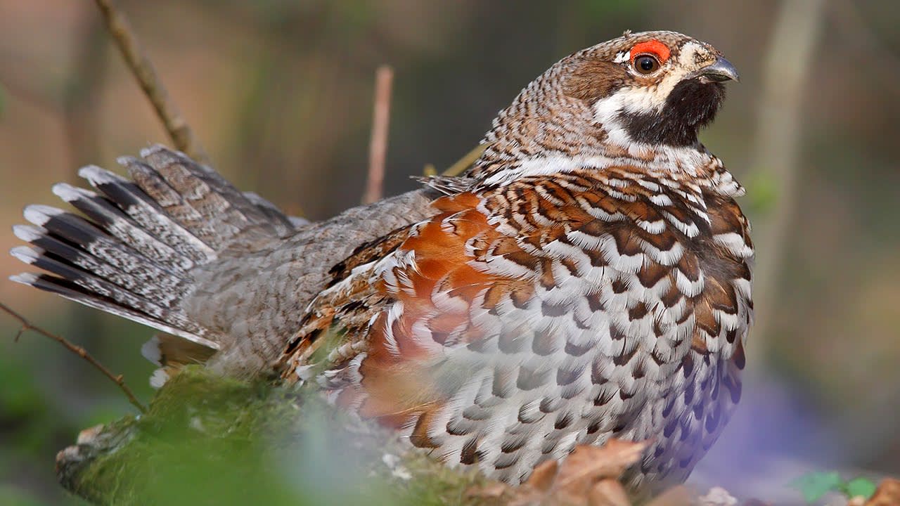 Hazel Grouse. Singing bird in the spring forest.
