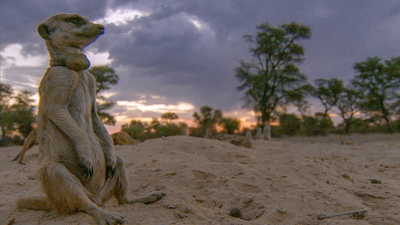 Meerkats Split Up in a Dust Storm | BBC Earth