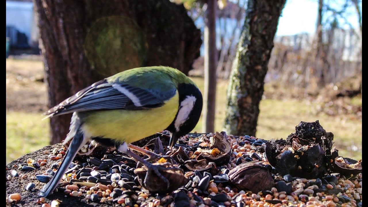 [haiku] Tiny bird tries to balance on a walnut