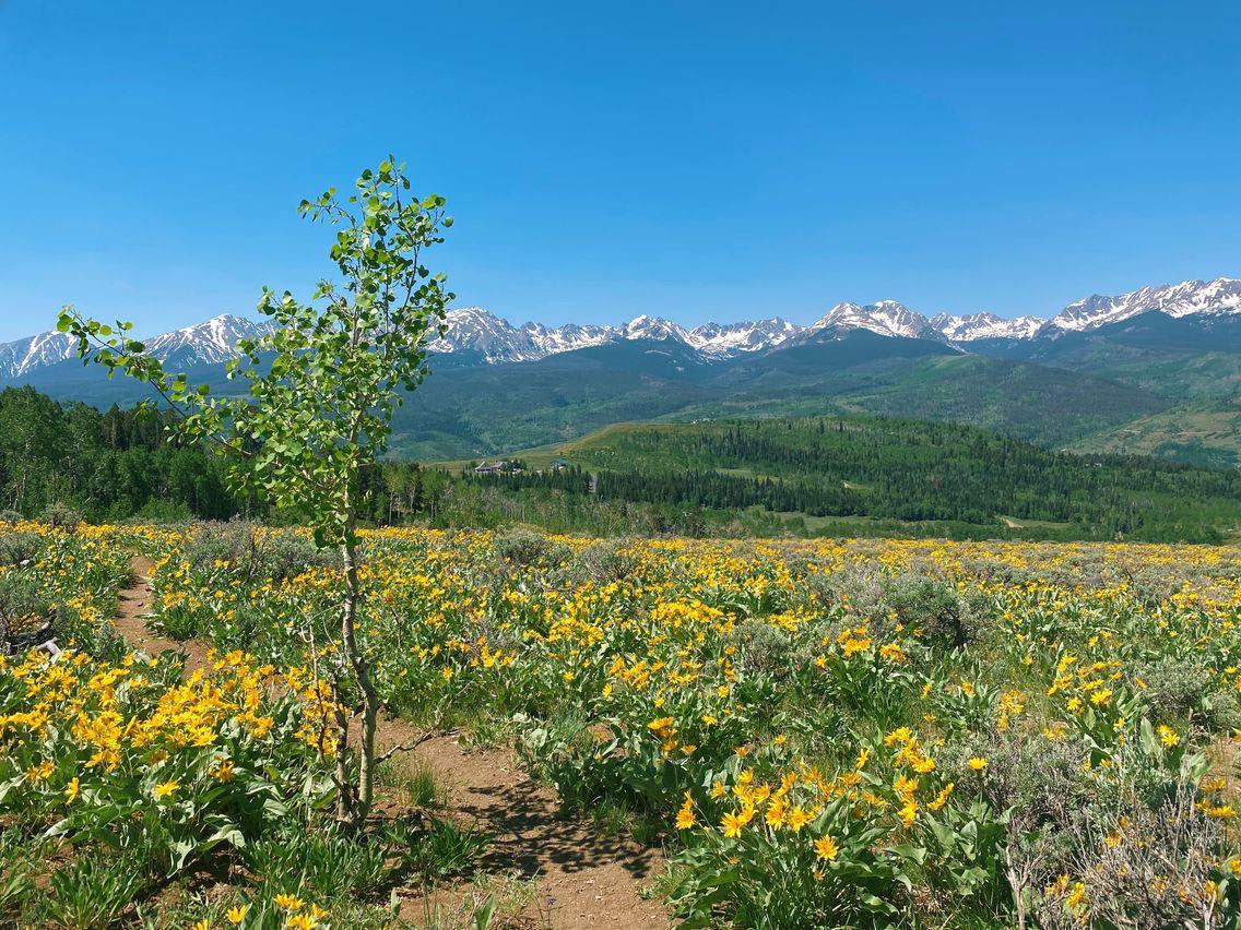 Wildflowers were in full bloom today on Acorn Creek Loop, Ptarmigan Peak Wilderness, Silverthorne, Colorado, USA