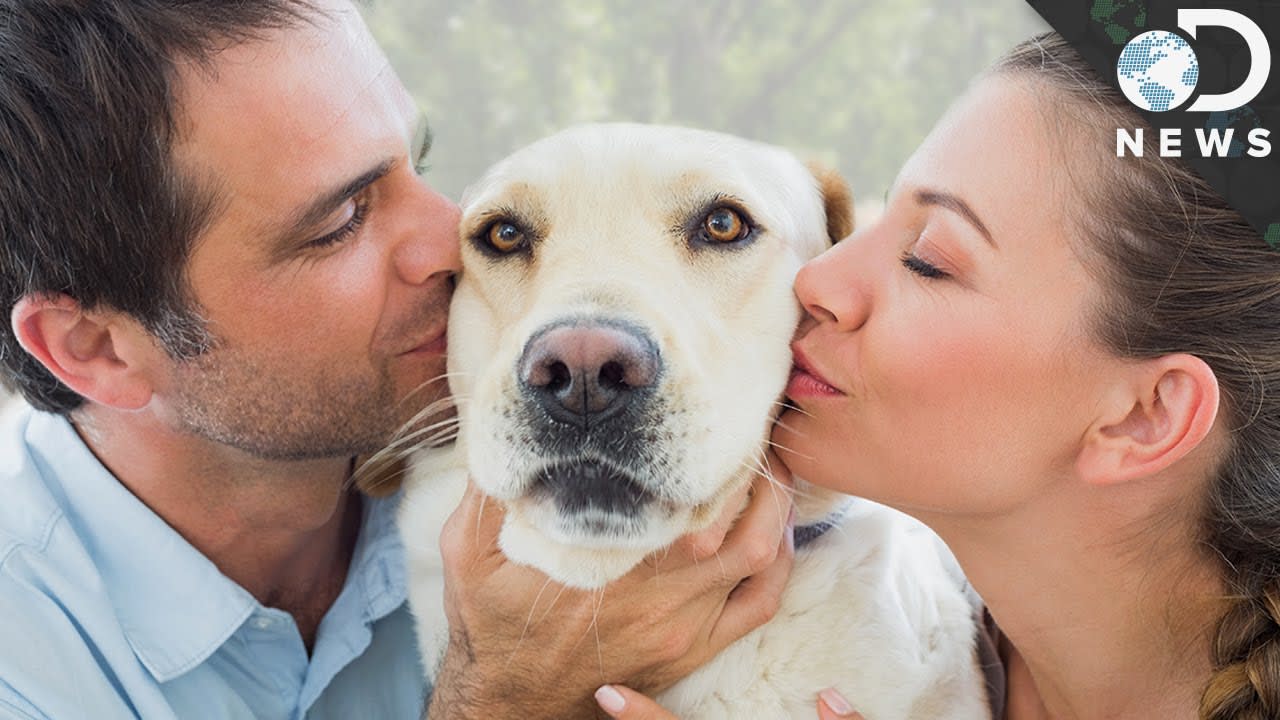 Why We Love Dogs More Than Humans