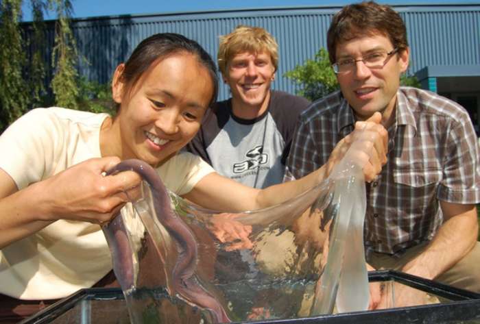 Hagfish are eel-like saltwater fish that produce slime. The Slime releasing by Hagfish in a threat, Expands by 10,000 times in less than half a second.