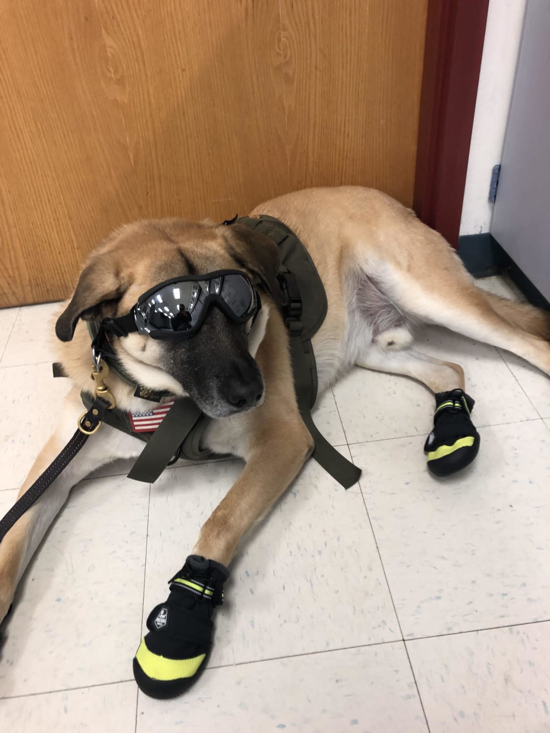 Service dog ,Major in Chemistry lab, three year old Anatolian shepherd, relaxing during downtime