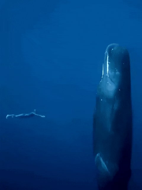 This is how a whale sleeps