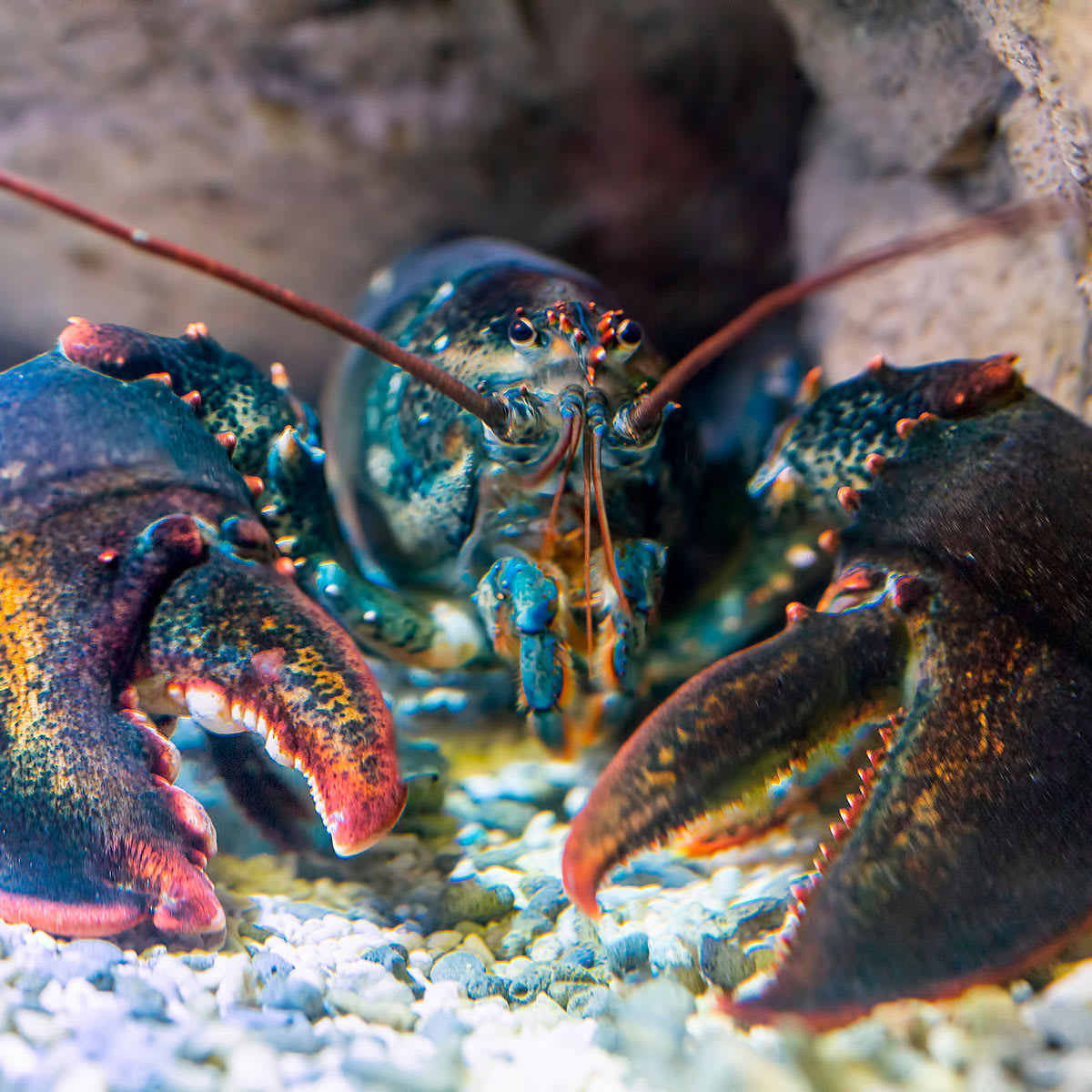 It's FridayFact time! There are plenty of memes about lobster immortality. As cool as an immortal lobster might be, the memes are sadly not true at all. But it is really tricky to work out how old lobsters are.