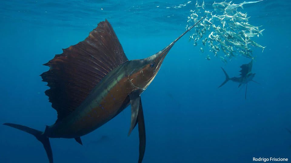 Sailfish (genus Istiophorus) are some of the fastest fish in the sea, with recorded top speeds of 68 mph! They leverage their agility to herd schools of anchovies & sardines for feeding. Its sail can be retracted for smooth bursts of speed or erected to provide stability.