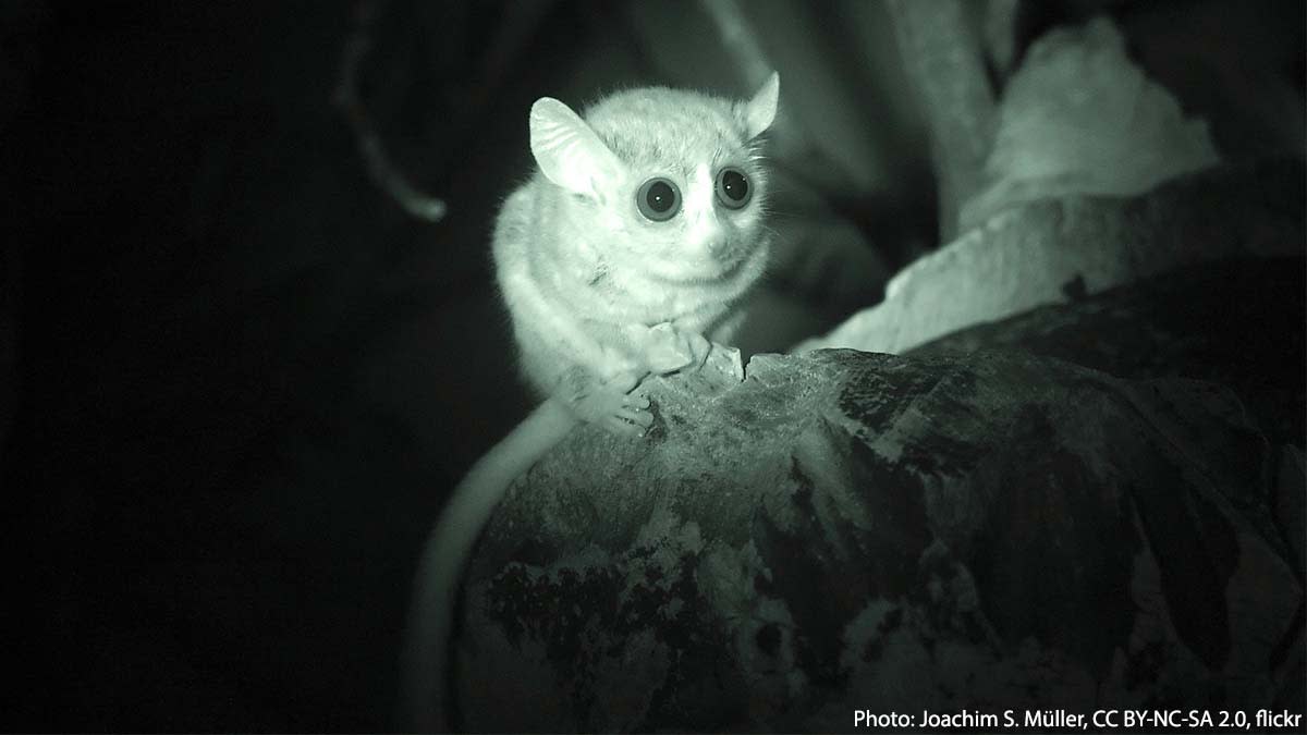Meet the gray mouse lemur! It’s one of the smallest primates alive today, with a body size of about 5 in (13 cm) long & an average weight of 2 oz (28 g). This critter is a member of the Microcebus genus, which consists of more than 20 other miniature-sized mouse lemur species!