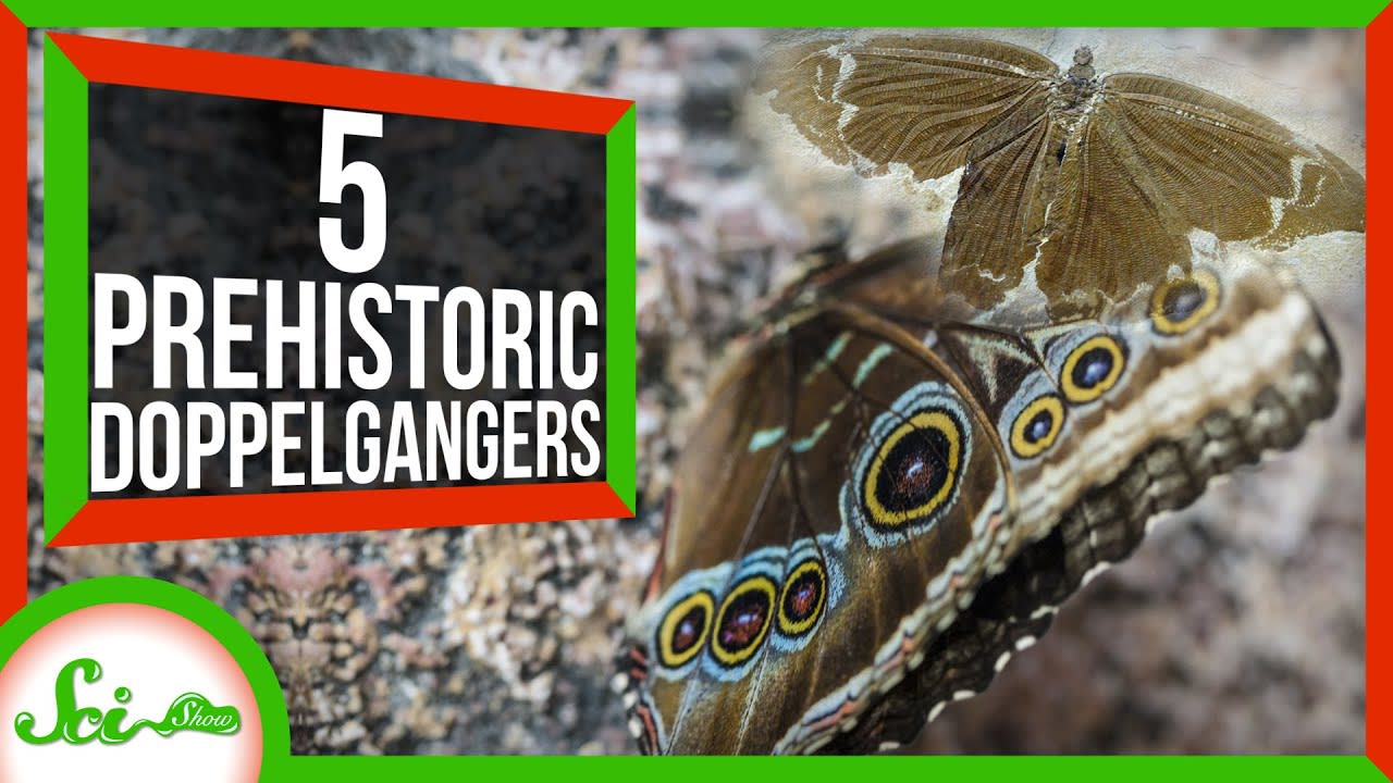 5 Strangely Familiar Ancient Animals