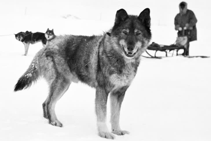 In 1925, a deadly diphtheria outbreak affected the lives of 10,000 + in Nome, Alaska. With the weather to harsh to fly in the anti-toxin. Togo the Husky lead the sledge dog team that delivered the serum, traversing 674 Miles at 12 years old.