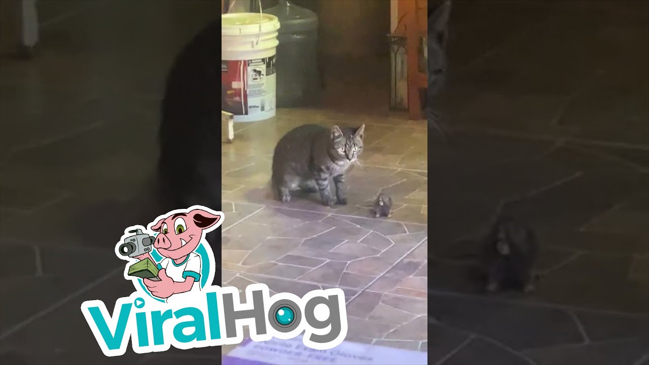 Cat Brings Mole Into the House || ViralHog