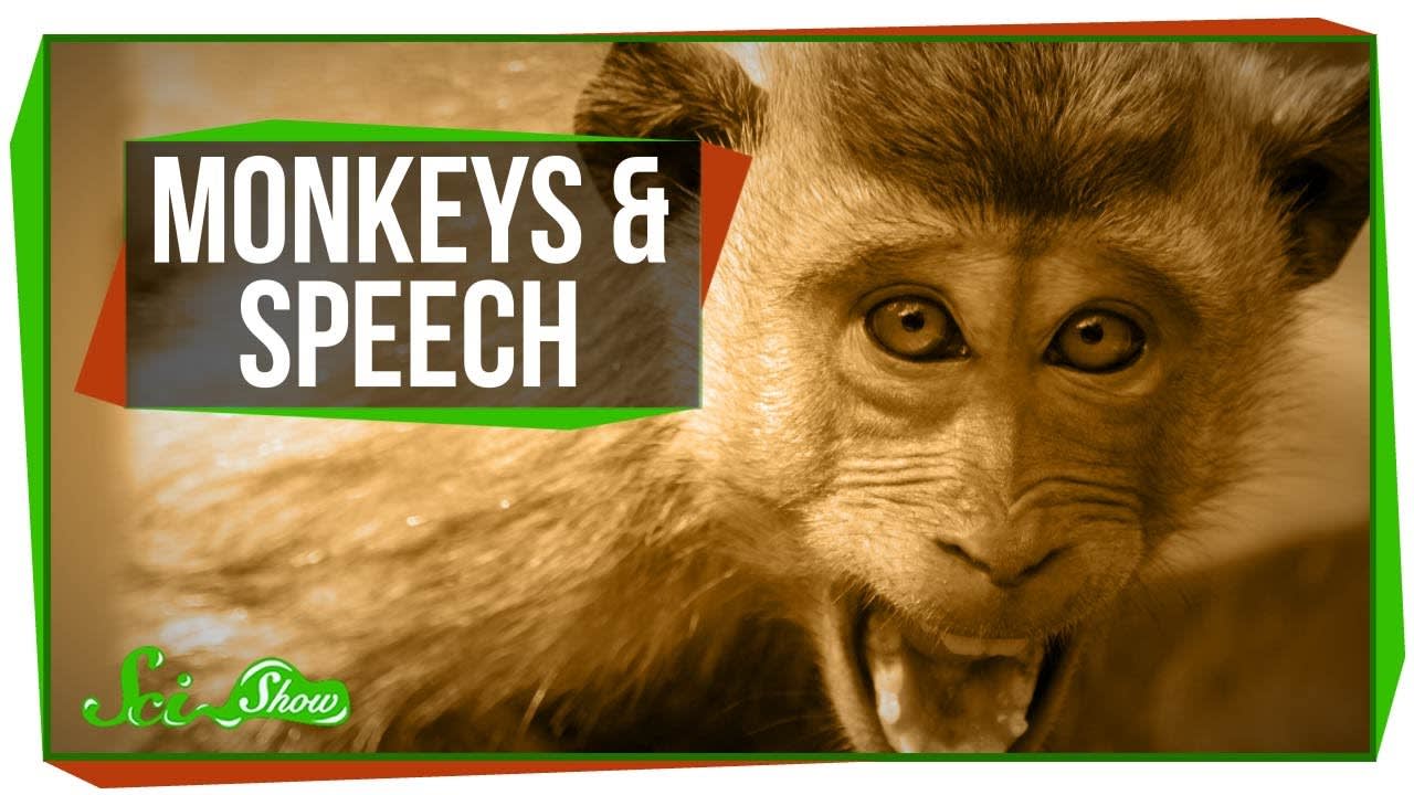 Why Can't Monkeys Talk Like Us?