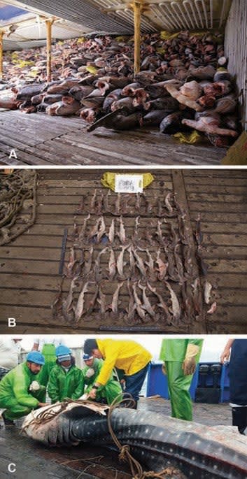 International fisheries threaten globally endangered sharks in the Eastern Tropical Pacific Ocean: the case of the Fu Yuan Yu Leng 999 reefer vessel seized within the Galápagos Marine Reserve