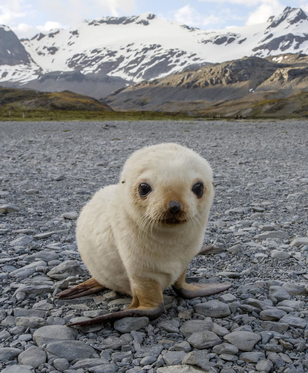 curious little pup, antarctic fur seal approached photographer Kerstin Langenberger