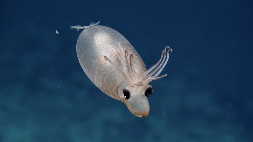 Happy PIGLET-SQUID SATURDAY! On which we lose our hearts/minds i.e. celebrate the (very rare) encounter at 4,544 feet that caused the @EVNautilus crew to muse, "It's like a weird reindeer head."