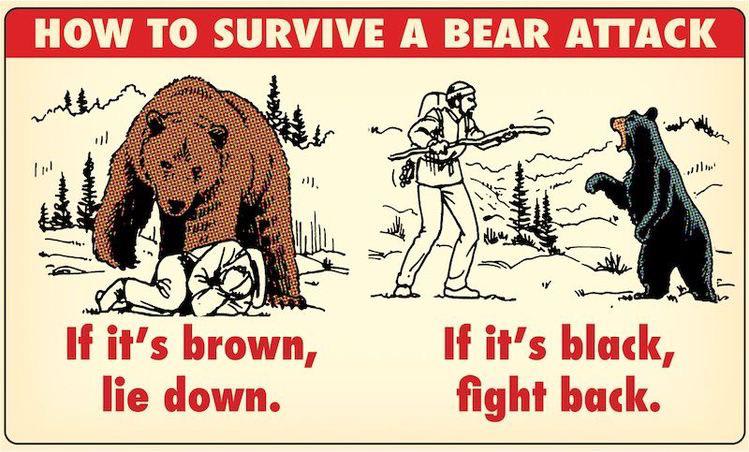How to deal with bears