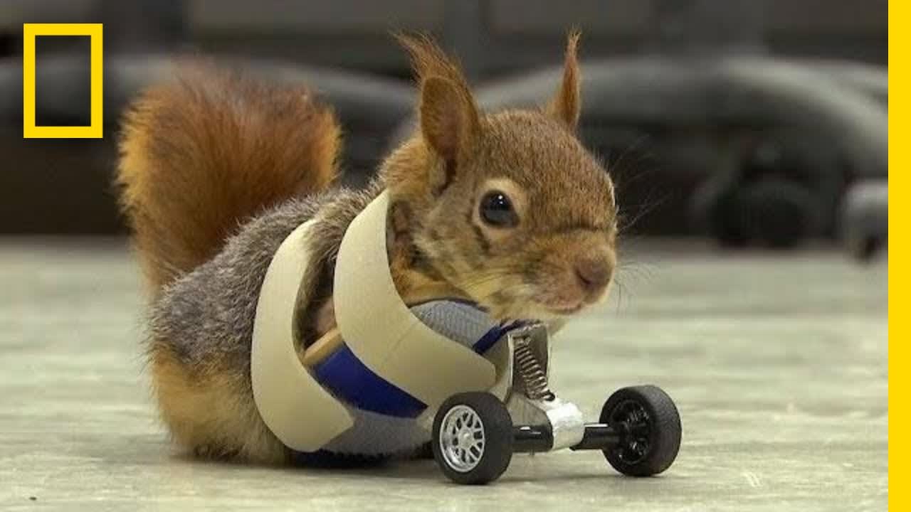 A Squirrel's Prosthetic Wheels Are the Key to Recovery | National Geographic