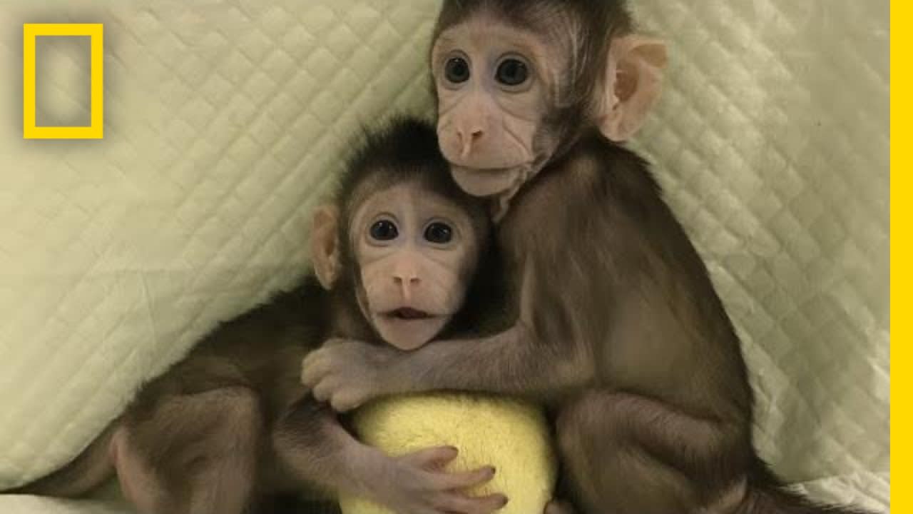 Meet the First Monkey Clones Of Their Kind | National Geographic