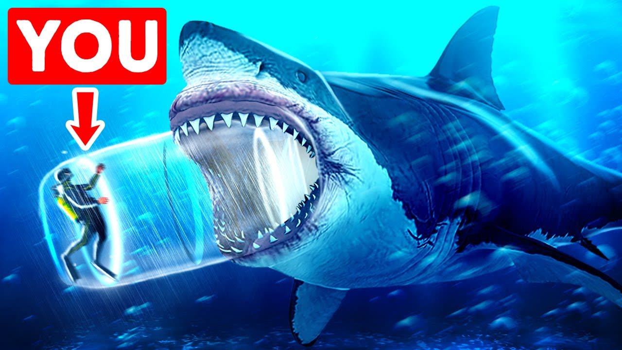 What If You Came Face-to-Face With Megalodon