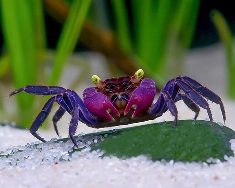 Vampire crabs are beautiful