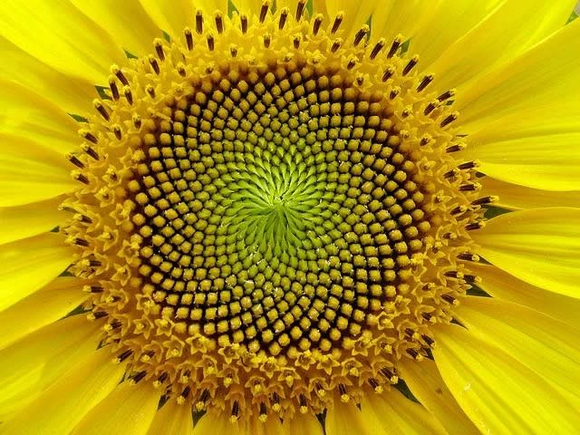 The Fibonacci sequence in a sunflower