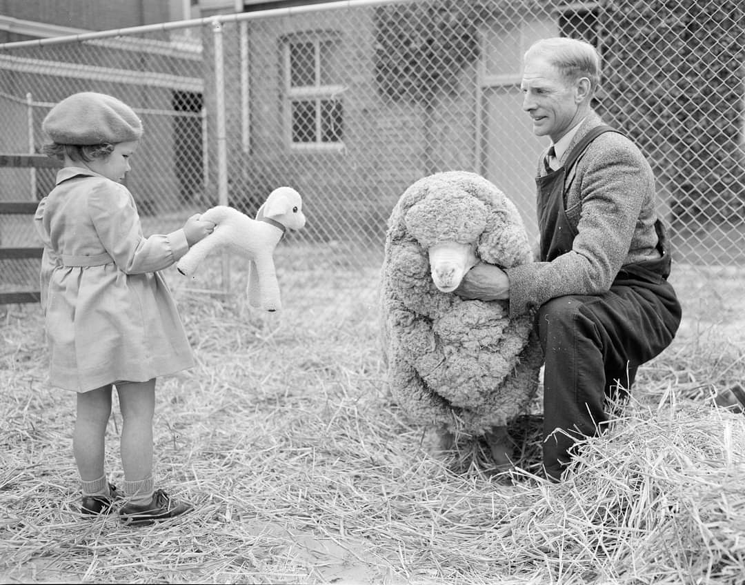 A farmer shows a girl a merino sheep, Tasmania, Australia, 1948