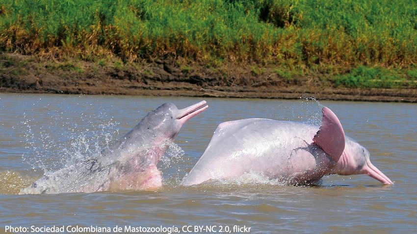 #DYK? There’s a dolphin that inhabits the Amazon & Orinoco rivers. Meet the Amazon river dolphin! It feeds on a wide variety of critters in its freshwater habitat, such as piranhas, cichlids, river turtles, & crustaceans. It uses echolocation to help it find prey in murky waters.