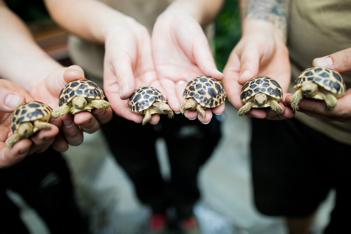 Zoo keepers keep small, rare Burmese star turtles. Since July, six of the very rare animals have hatched. According to information from the zoo, this is the first reproduction ever in a German zoo. Picture by Rolf Vennenbernd/dpa