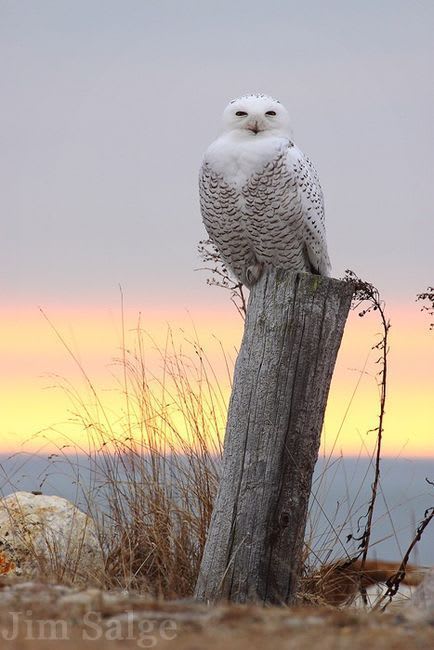 Snowy Owl in New Hampshire