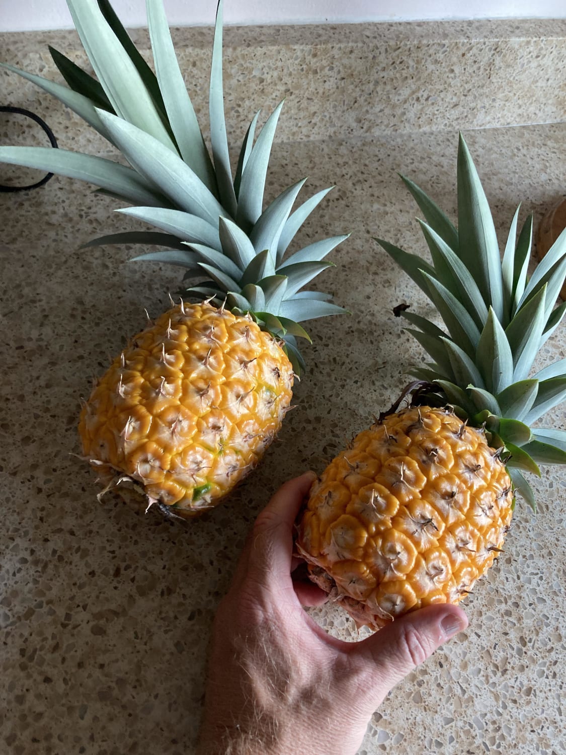 One benefit of Florida: fresh pineapples