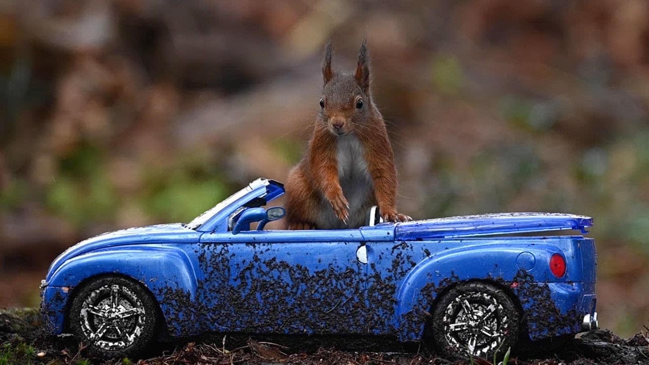 Squirrels Take A Ride In Sports Car // Funny Animals Caught On Camera
