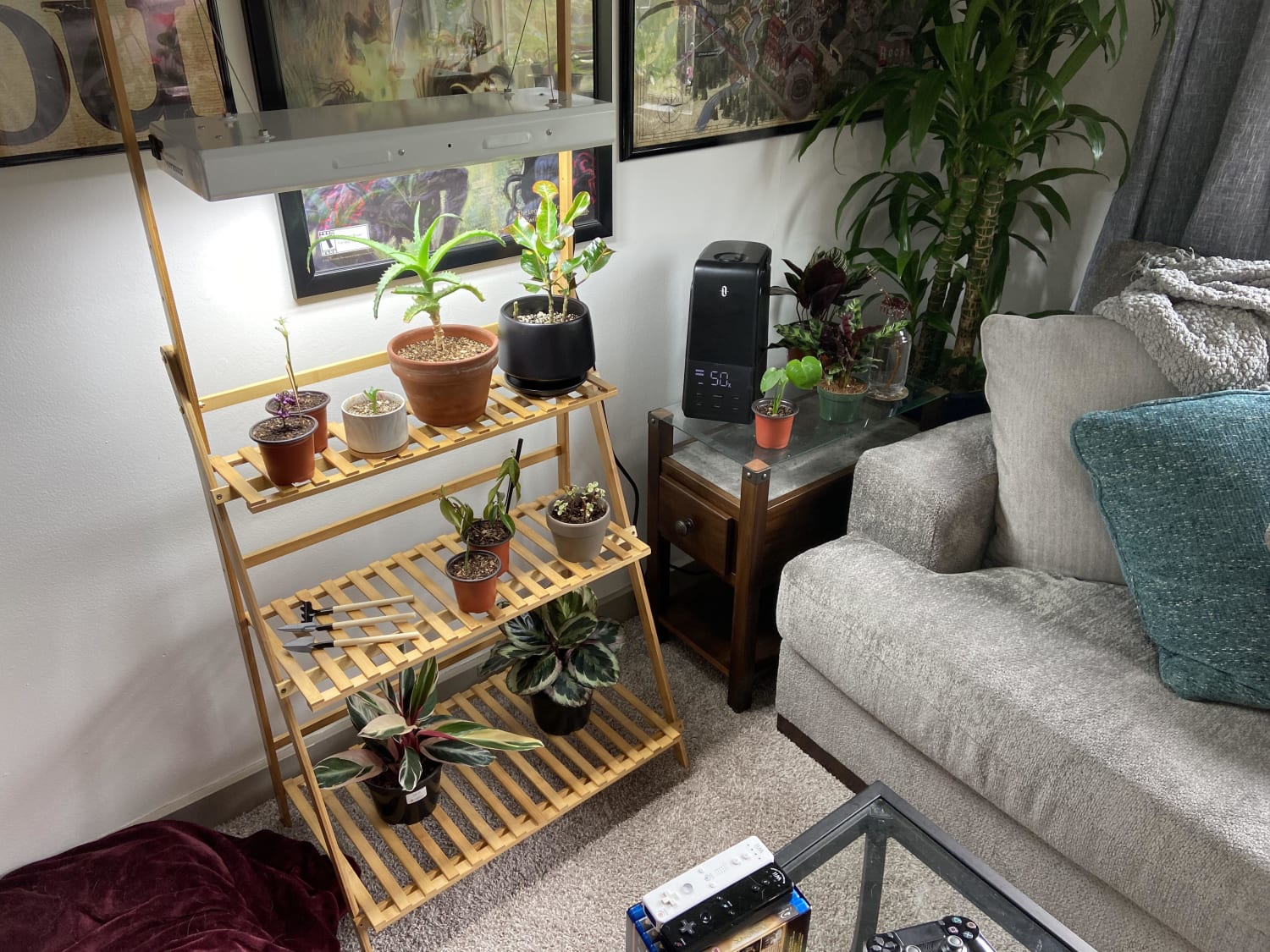 Was told I nearly killed my croton due to too little light so I’ve created my first light shelve in its honor
