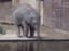 Baby elephant discovers bubbles